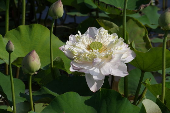 Lotus_w_0005.JPG