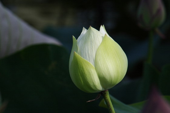 Lotus_w_0013.JPG