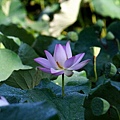 Lotus_n_0005.JPG