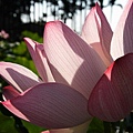 Lotus_n_0014.JPG