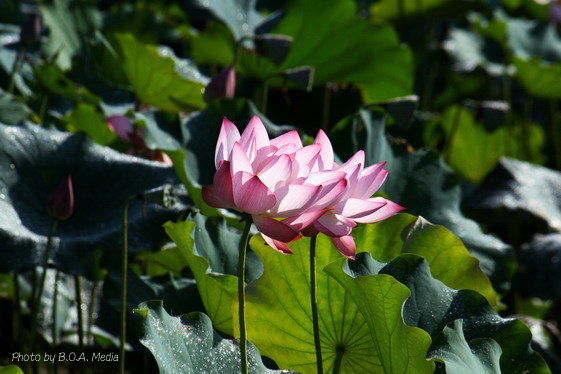 Lotus_n_0017.JPG