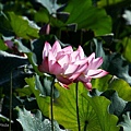 Lotus_n_0017.JPG