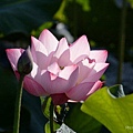 Lotus_n_0018.JPG