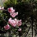 2011_sakura_rain_0008.JPG