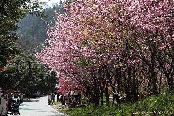 2011_sakura_rain_0055.JPG