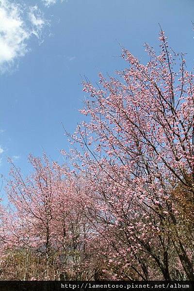 2011_sakura_rain_0052.JPG