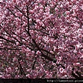 2011_sakura_rain_0057.JPG