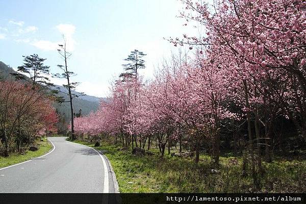 2011_sakura_rain_0064.JPG