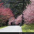 2011_sakura_rain_0068.JPG