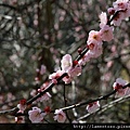 2011_sakura_rain_0075.JPG