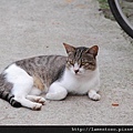 cat_village_0027.JPG