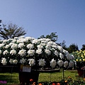 chrysanthemum_show003.JPG