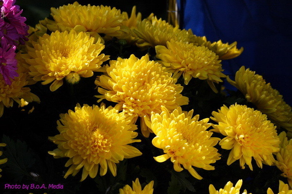 chrysanthemum_show036.JPG