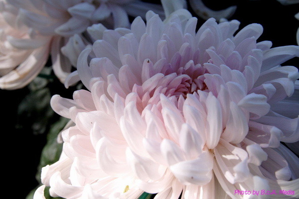 chrysanthemum_show049.JPG