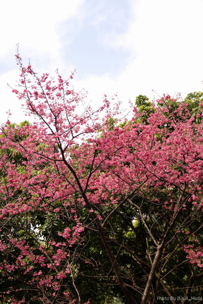 09_Sakura_I_0002.JPG