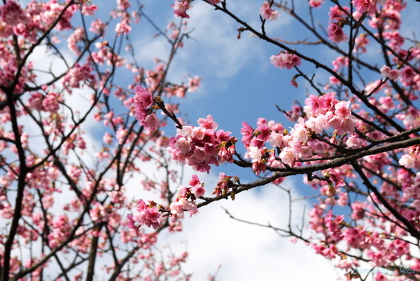 09_Sakura_I_0038.JPG