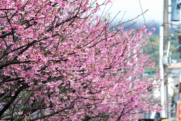 09_Sakura_I_0054.JPG