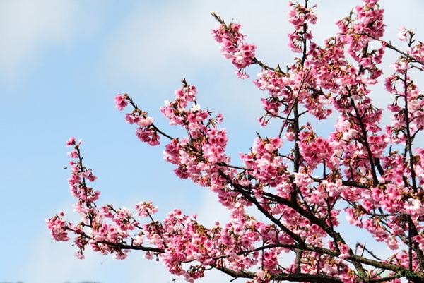 09_Sakura_I_0075.JPG