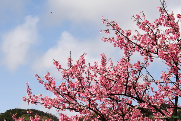 09_Sakura_I_0076.JPG