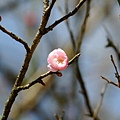 09_Sakura_I_0110.JPG