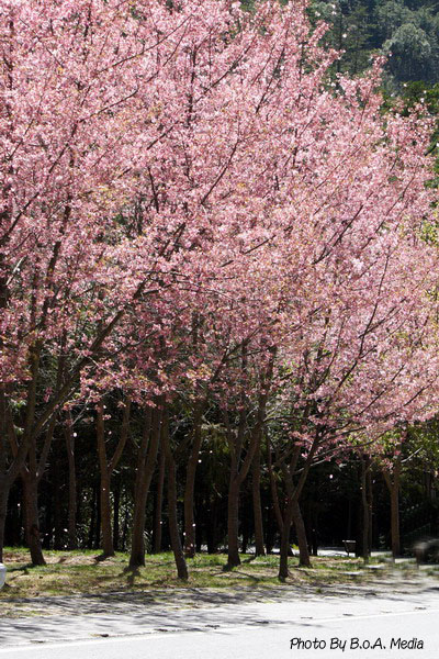 Shi_Ba_Sakura_0019.jpg