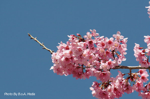 Shi_Ba_Sakura_0023.JPG