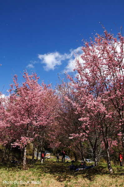 Shi_Ba_Sakura_0046.JPG