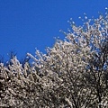 Shi_Ba_Sakura_0062.JPG