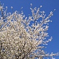 Shi_Ba_Sakura_0067.JPG