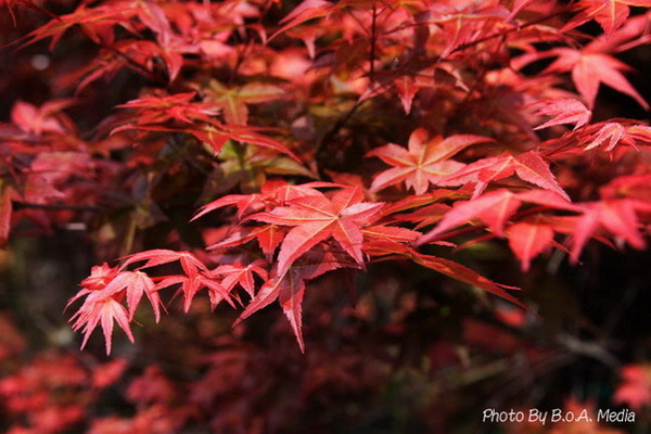 Maple_Leaves0004.JPG