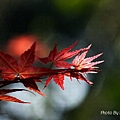 Maple_Leaves0006.JPG