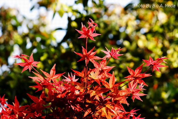 Maple_Leaves0020.JPG