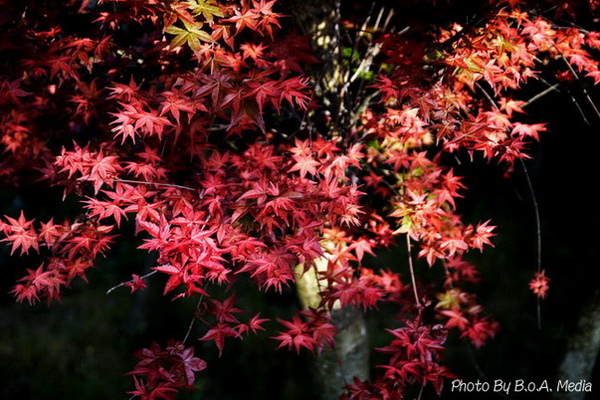 Maple_Leaves0035.JPG