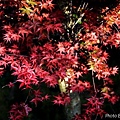 Maple_Leaves0035.JPG