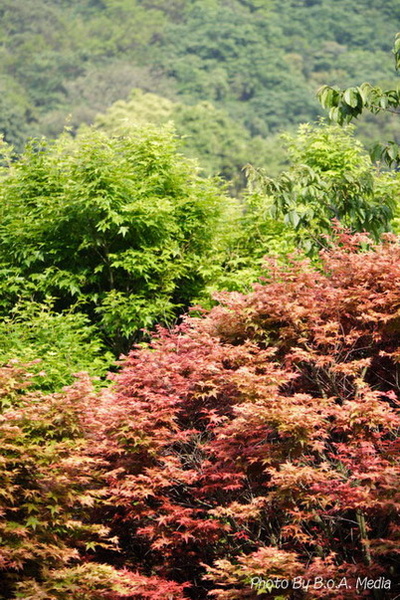 Maple_Leaves0046.JPG