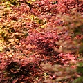 Maple_Leaves0047.JPG