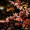 Maple_Leaves0054.JPG