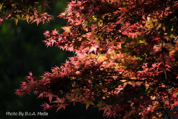 Maple_Leaves0058.JPG