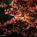 Maple_Leaves0058.JPG