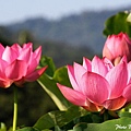 09_lotus_0052.jpg