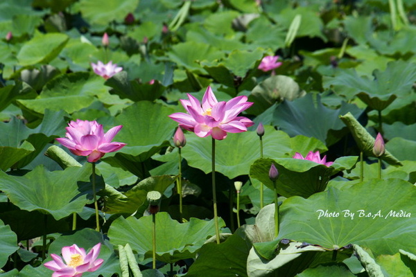 09_lotus_0104.JPG