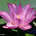 09_lotus_0128.JPG