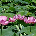 09_lotus_0137.JPG