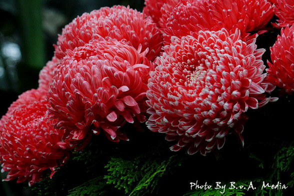 09_chrysanthemum_0016.JPG
