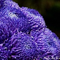 09_chrysanthemum_0021.JPG