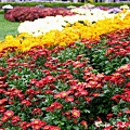 09_chrysanthemum_0042.JPG