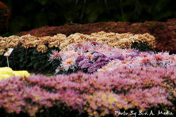 09_chrysanthemum_0057.JPG