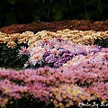 09_chrysanthemum_0057.JPG