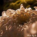 09_chrysanthemum_0074.JPG