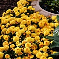 09_chrysanthemum_0087.JPG